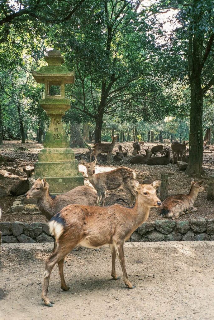 Nara Day Trip