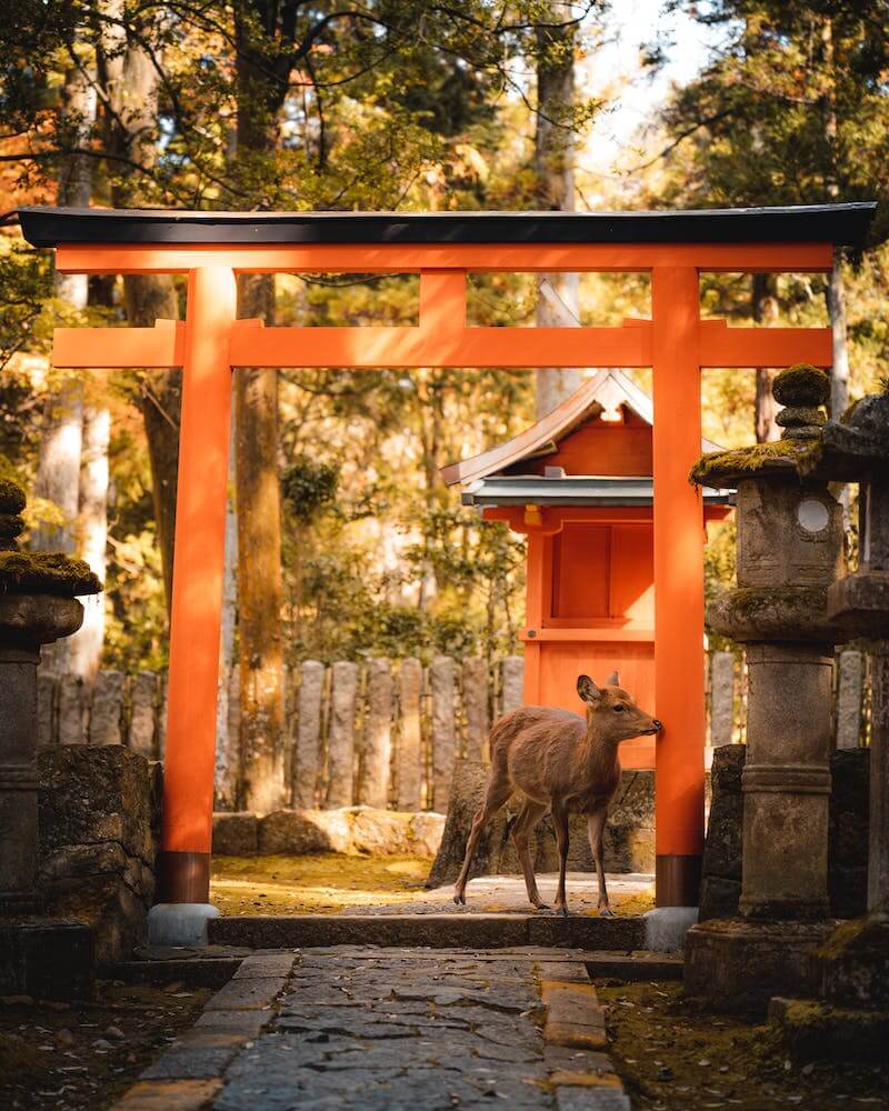 Nara Japan