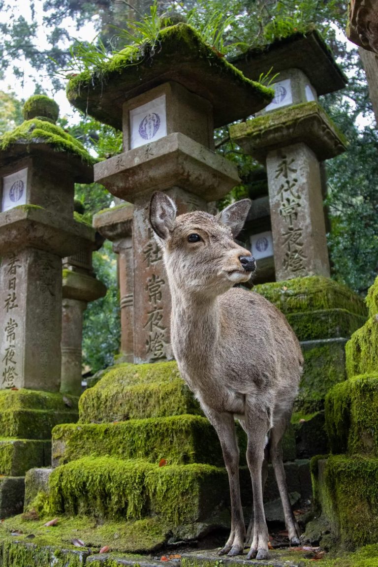 Nara Day Trip from Osaka or Kyoto: Ultimate Nara Travel Guide