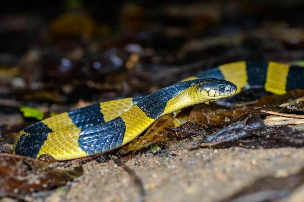 Thailand deadly snake species