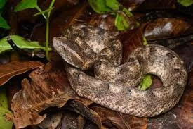 Thailand deadly snake specie