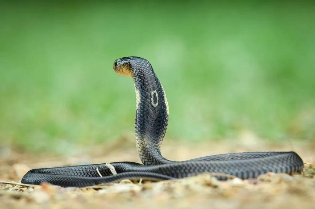 Thailand deadly snakes