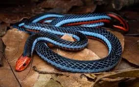 Malaysia Venomous Snake