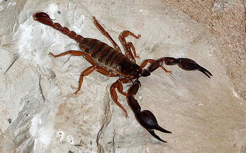 Venomous Insects in Thailand