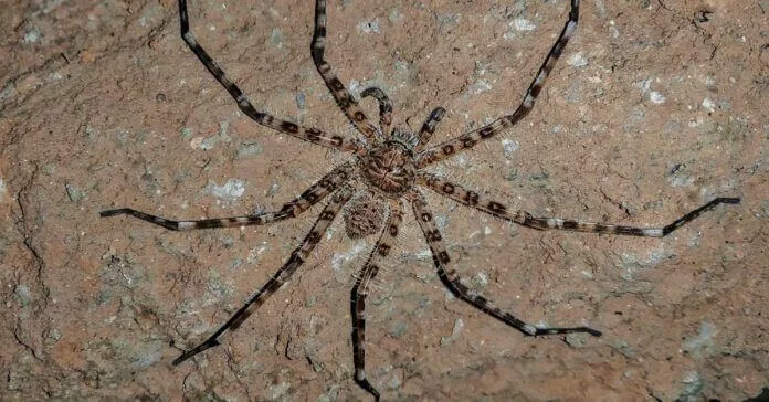 Thailand poisonous spiders 