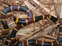 Malaysia Venomous Snakes