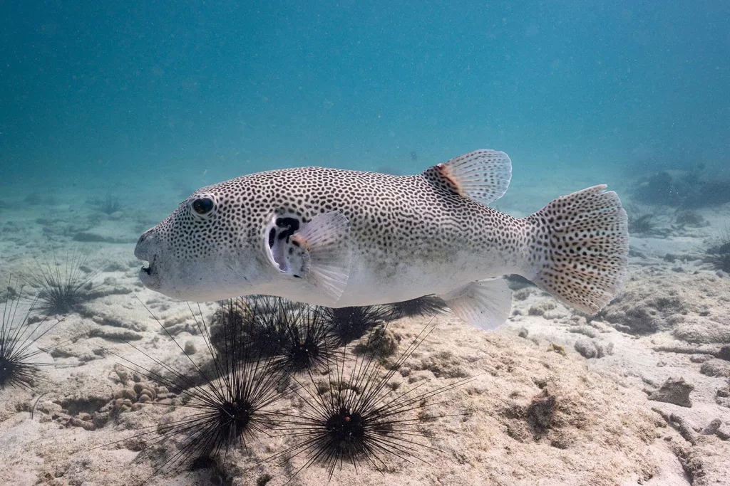 Poisonous Puffer Fish 