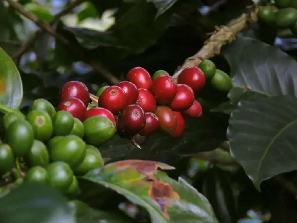 Growing coffee in Thailand 