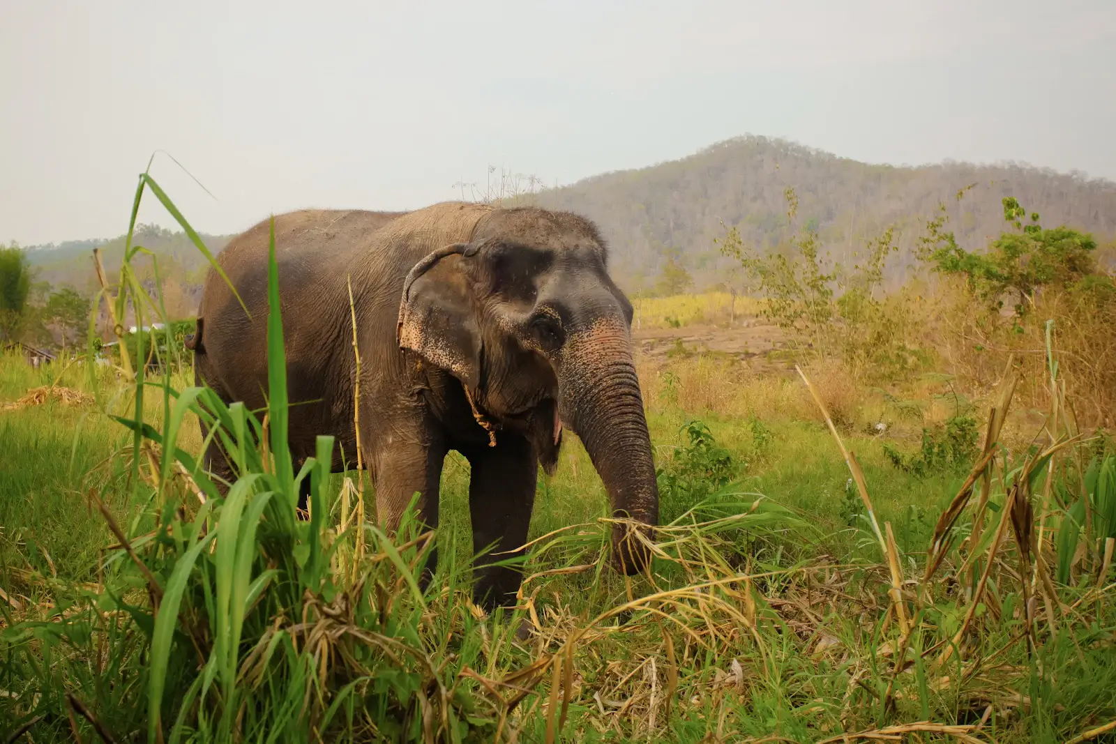 elephant sanctuary practices 