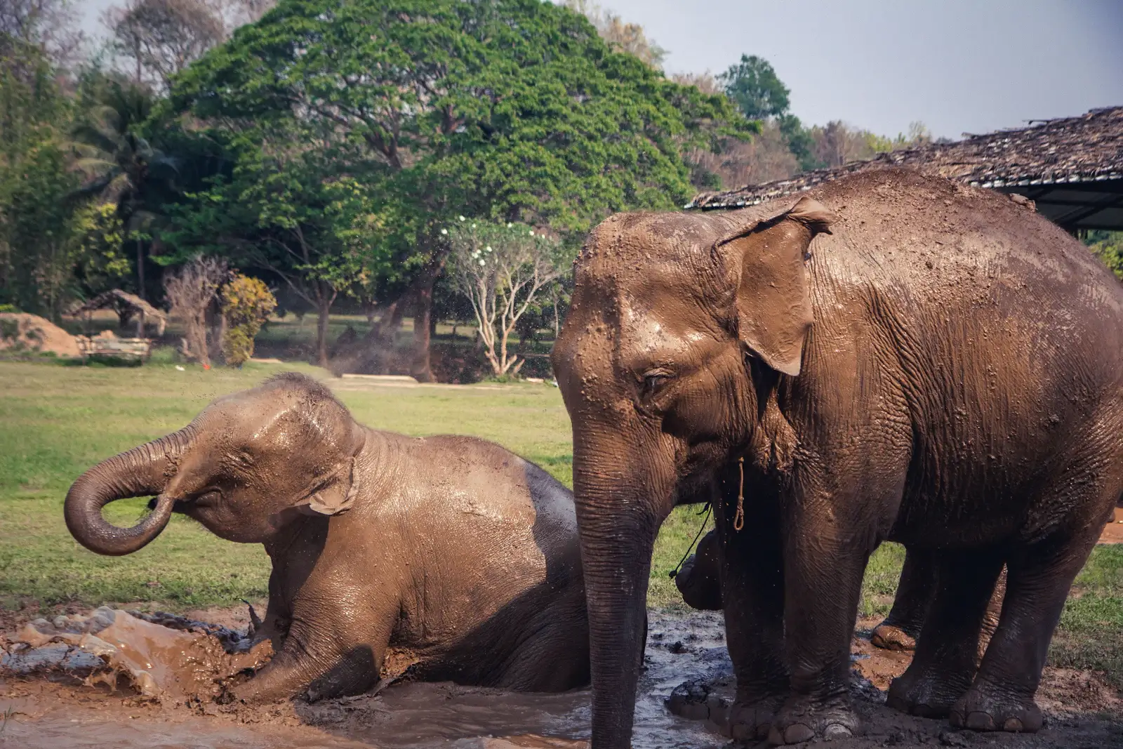 Ethical elephant experiences in Thailand