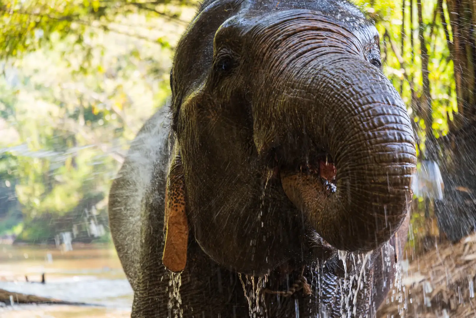 dark realities of elephant tourism